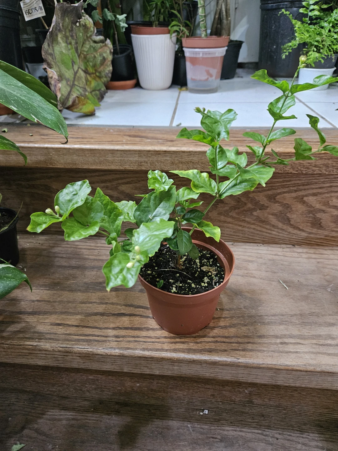 Jasmine Plant in 5"pot 🌱 - photo 2