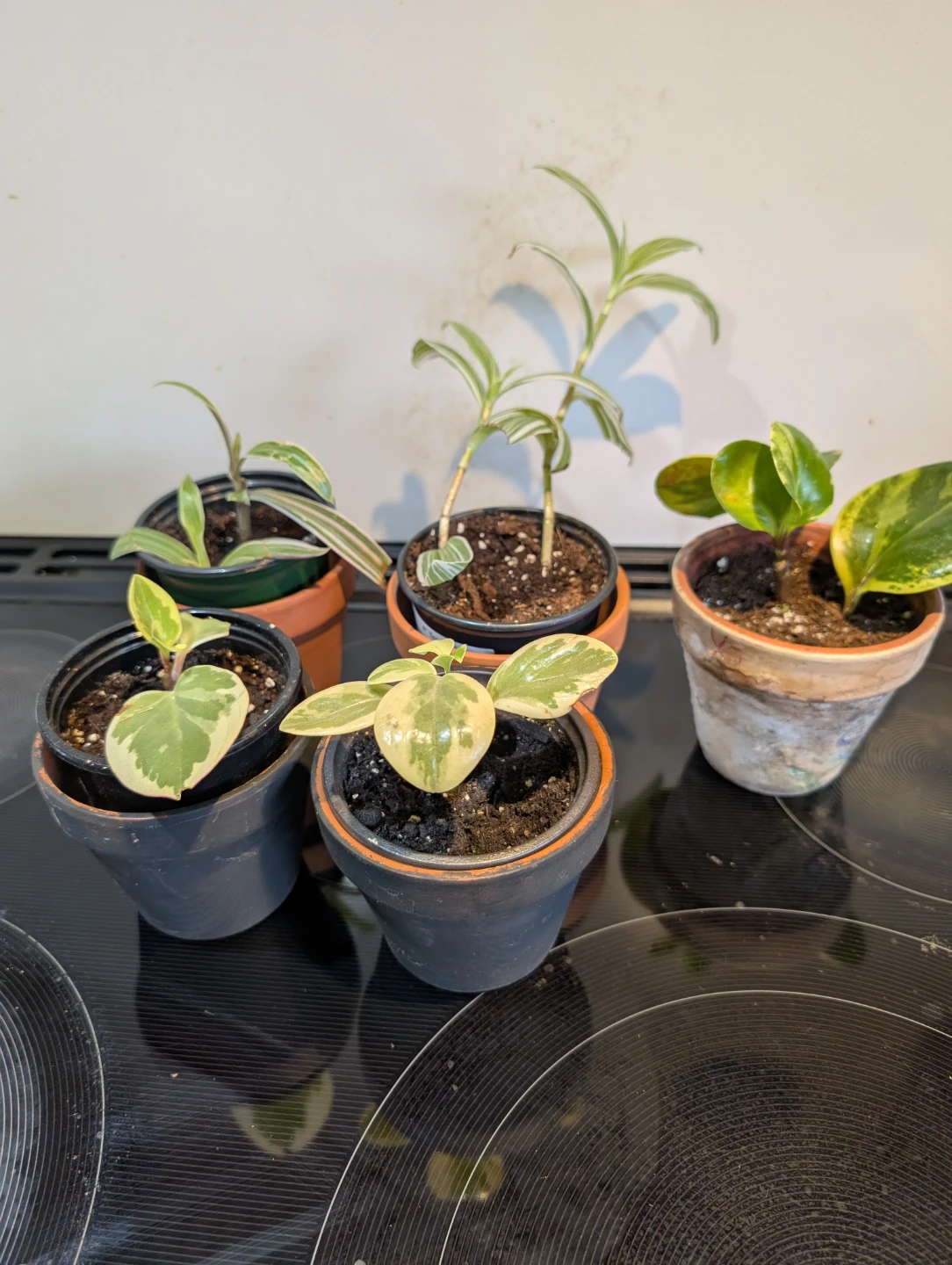 Plants with terracotta pots