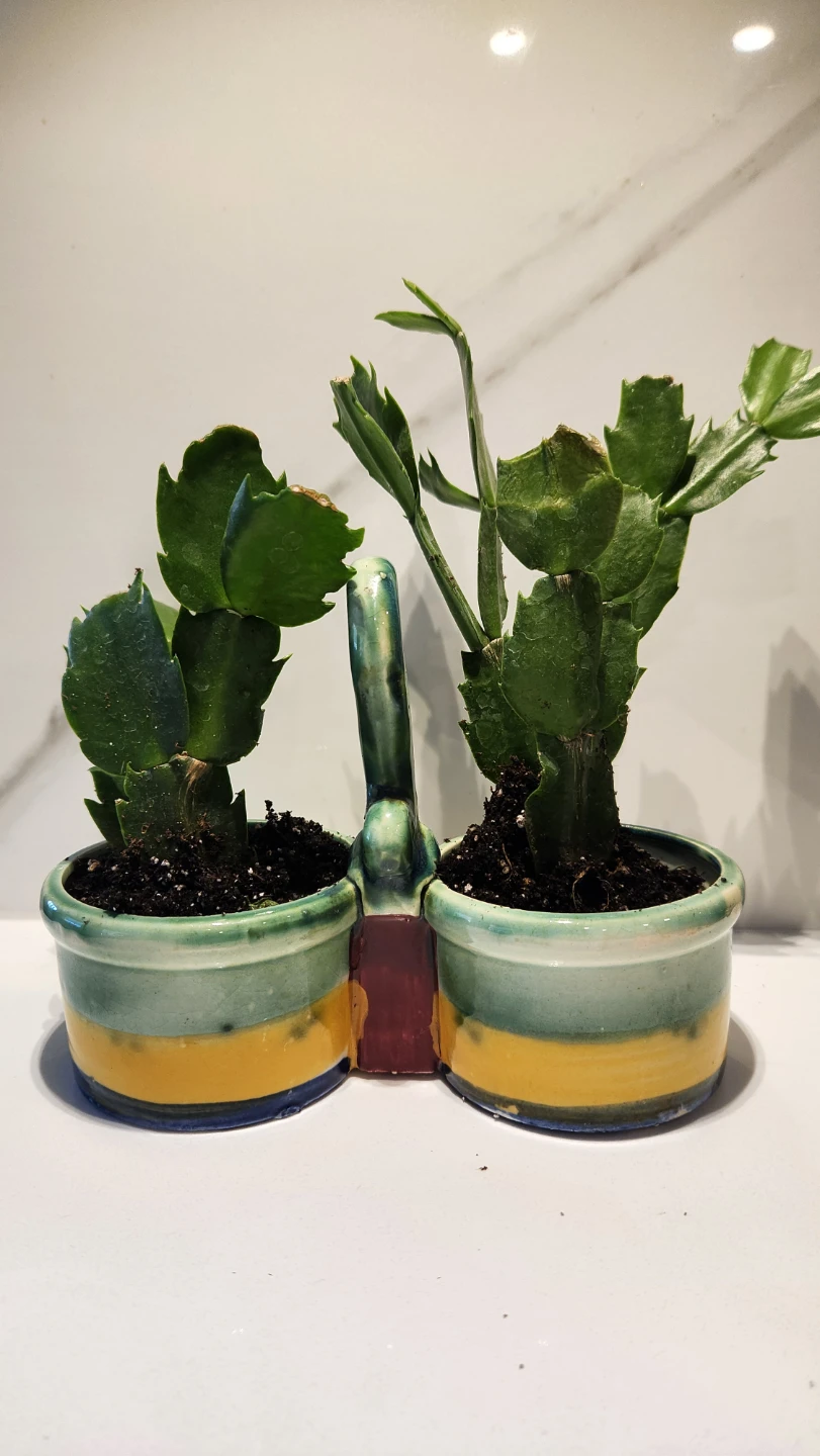 Upcycled condiment holder planter with cactus