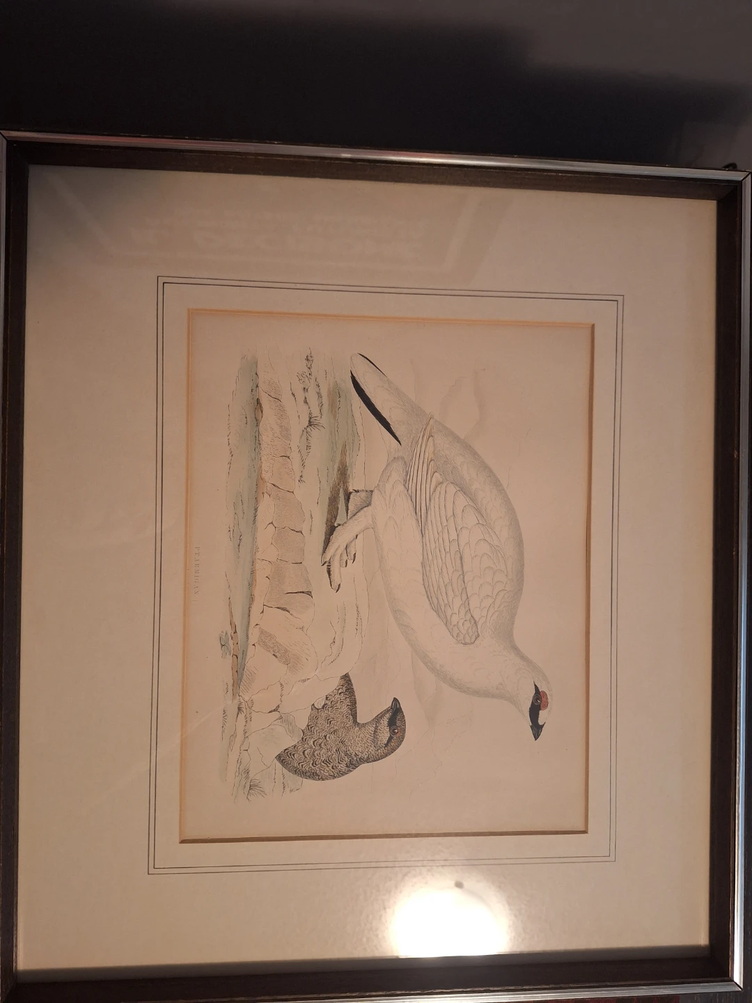 Vintage Ptarmigan Lithograph Print - Circa 1850