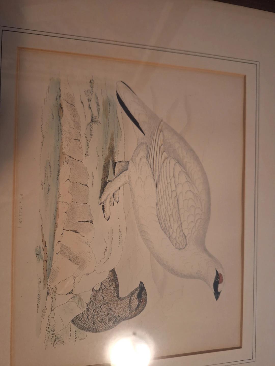 Vintage Ptarmigan Lithograph Print - Circa 1850 - photo 2