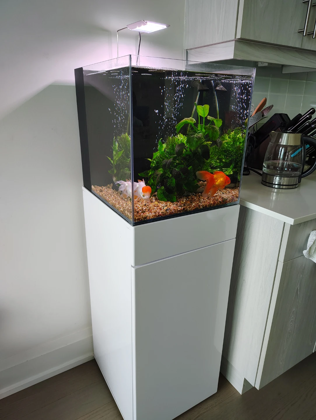20-Gallon Rimless Aquarium & Stand + Extras! + Bonus Aquarium!