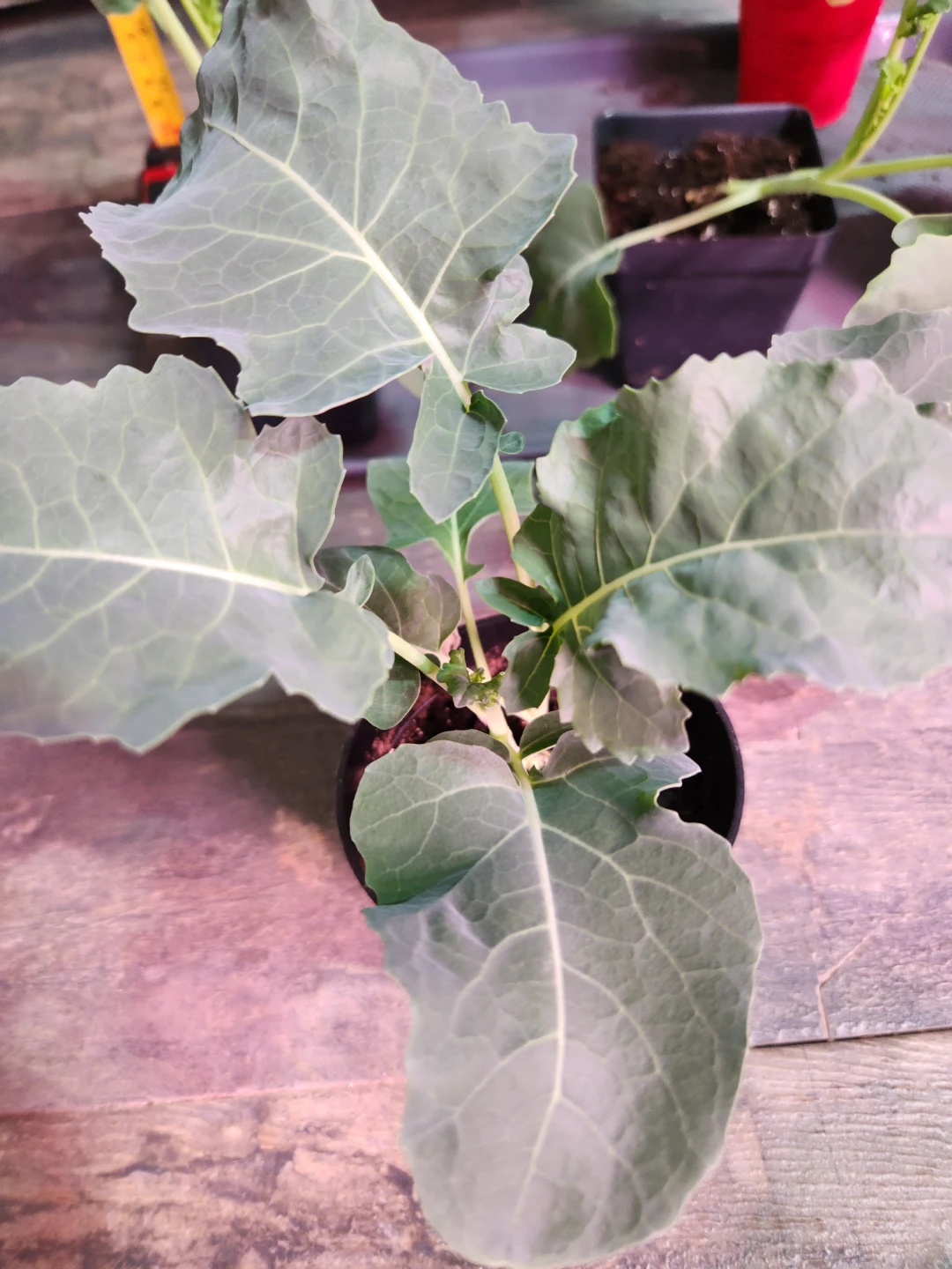 Seedlings - Broccoli di ciccio.  Only 5 left!