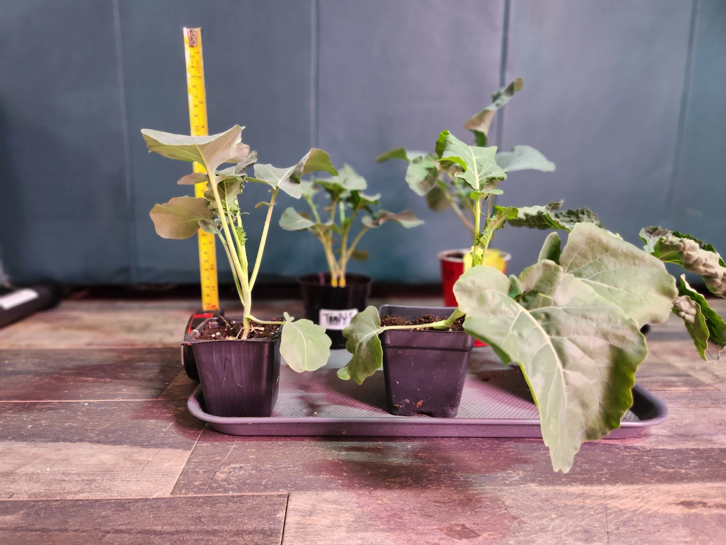 Seedlings - Broccoli di ciccio.  Only 5 left! - photo 3