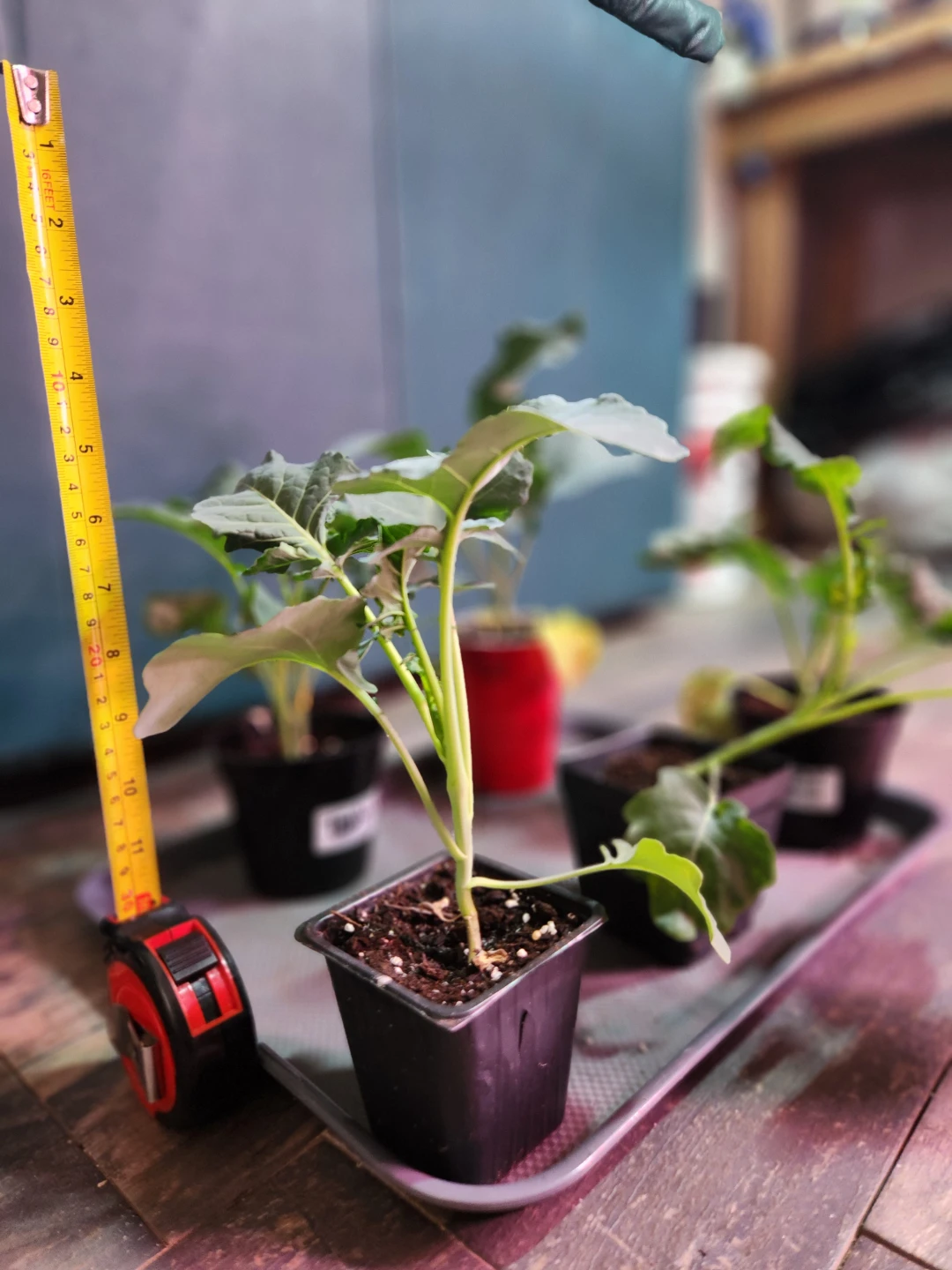 Seedlings - Broccoli di ciccio.  Only 5 left! - photo 4