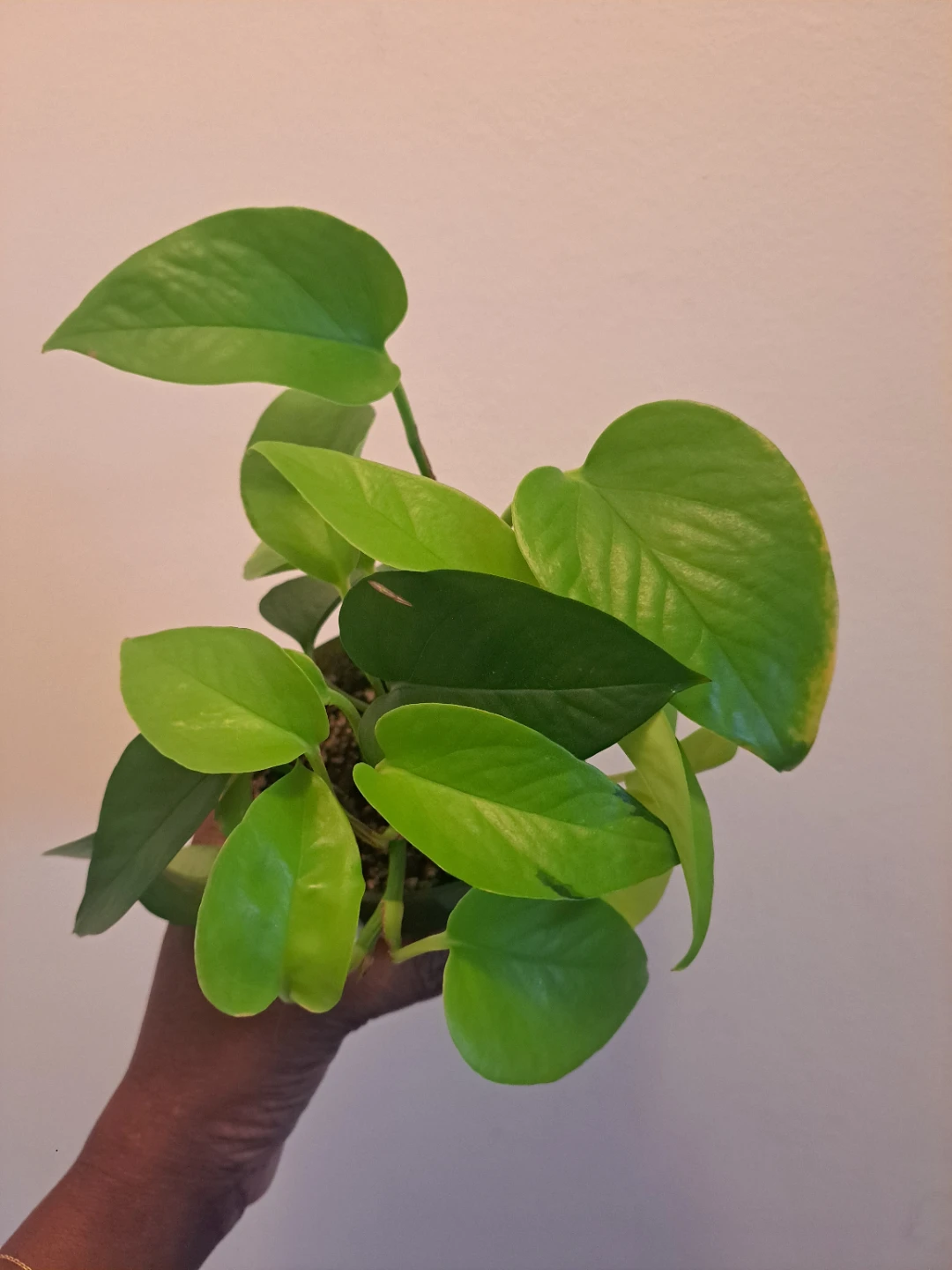Neon Pothos Plant