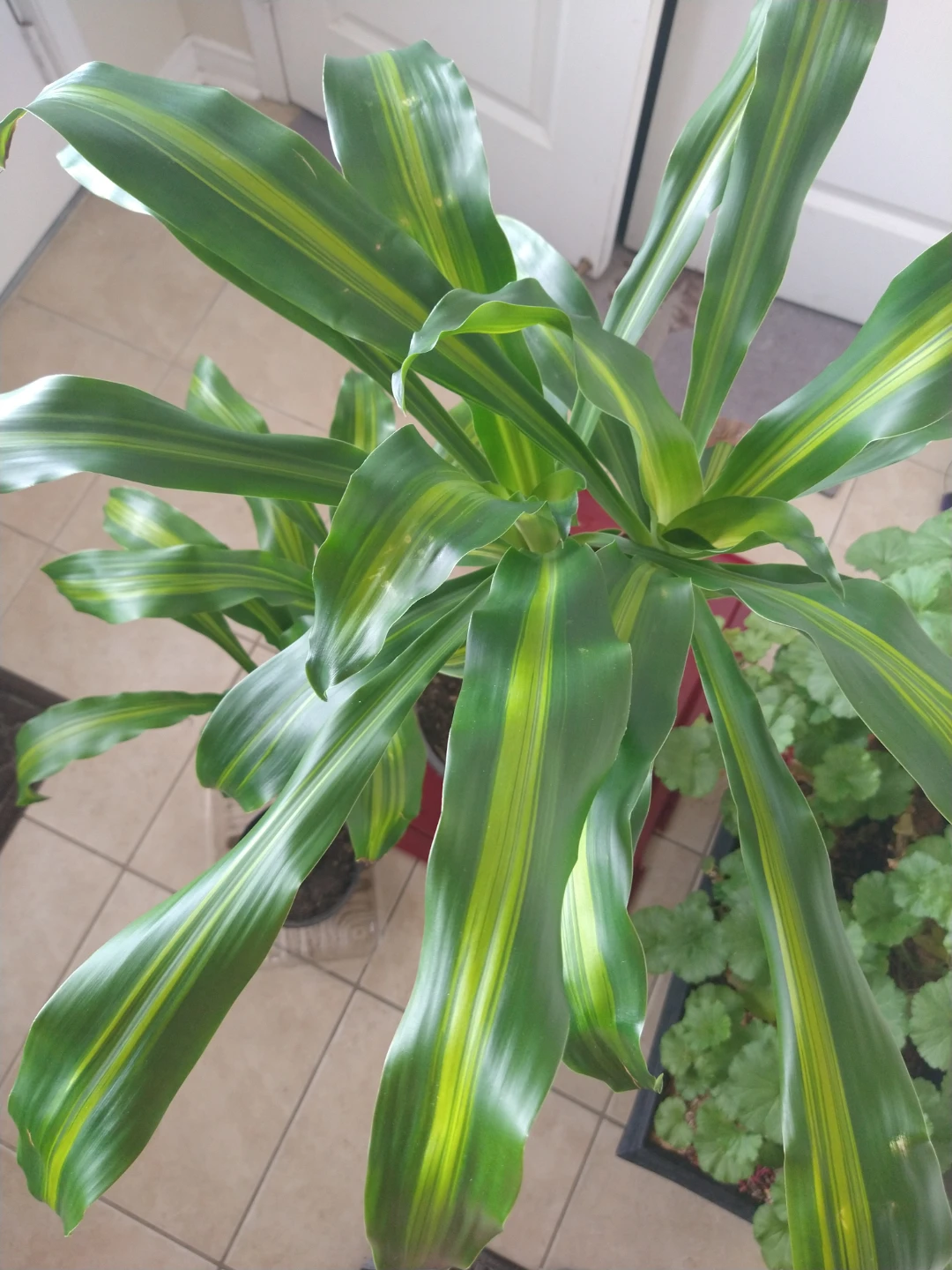 Dracaena Fragrans 'Lemon Surprise' Plant - photo 3