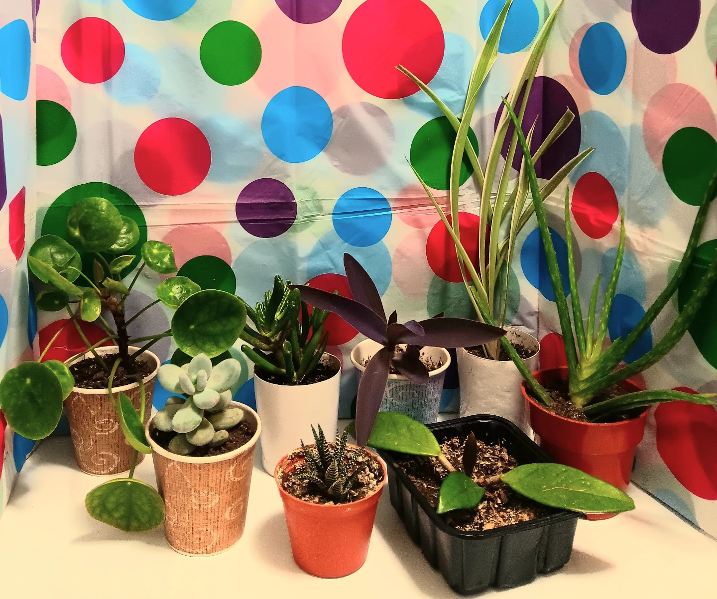 🪴Variety Pack House Plants Bundle🪴