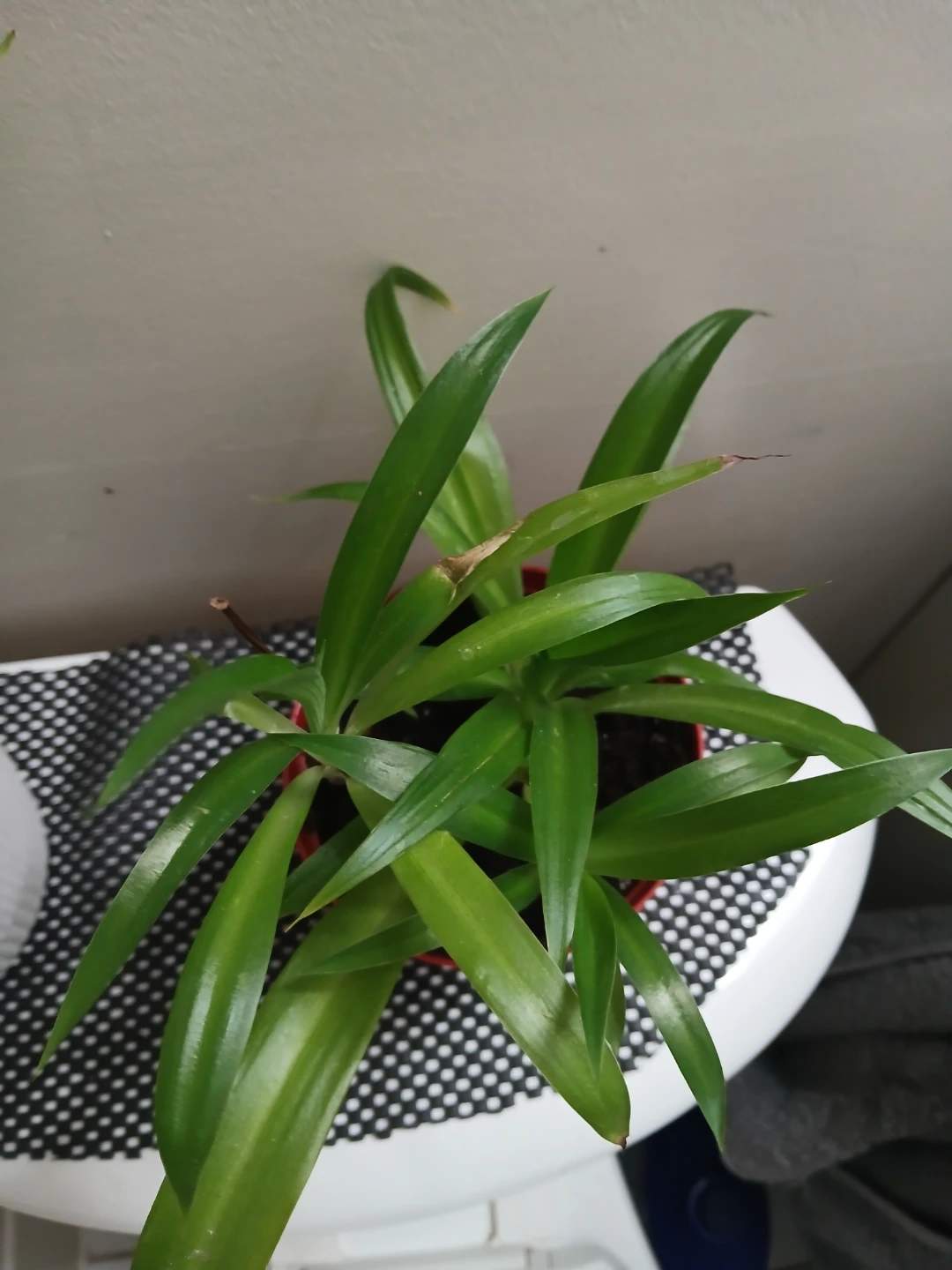 Healthy Spider Plant in Ceramic Pot - photo 4