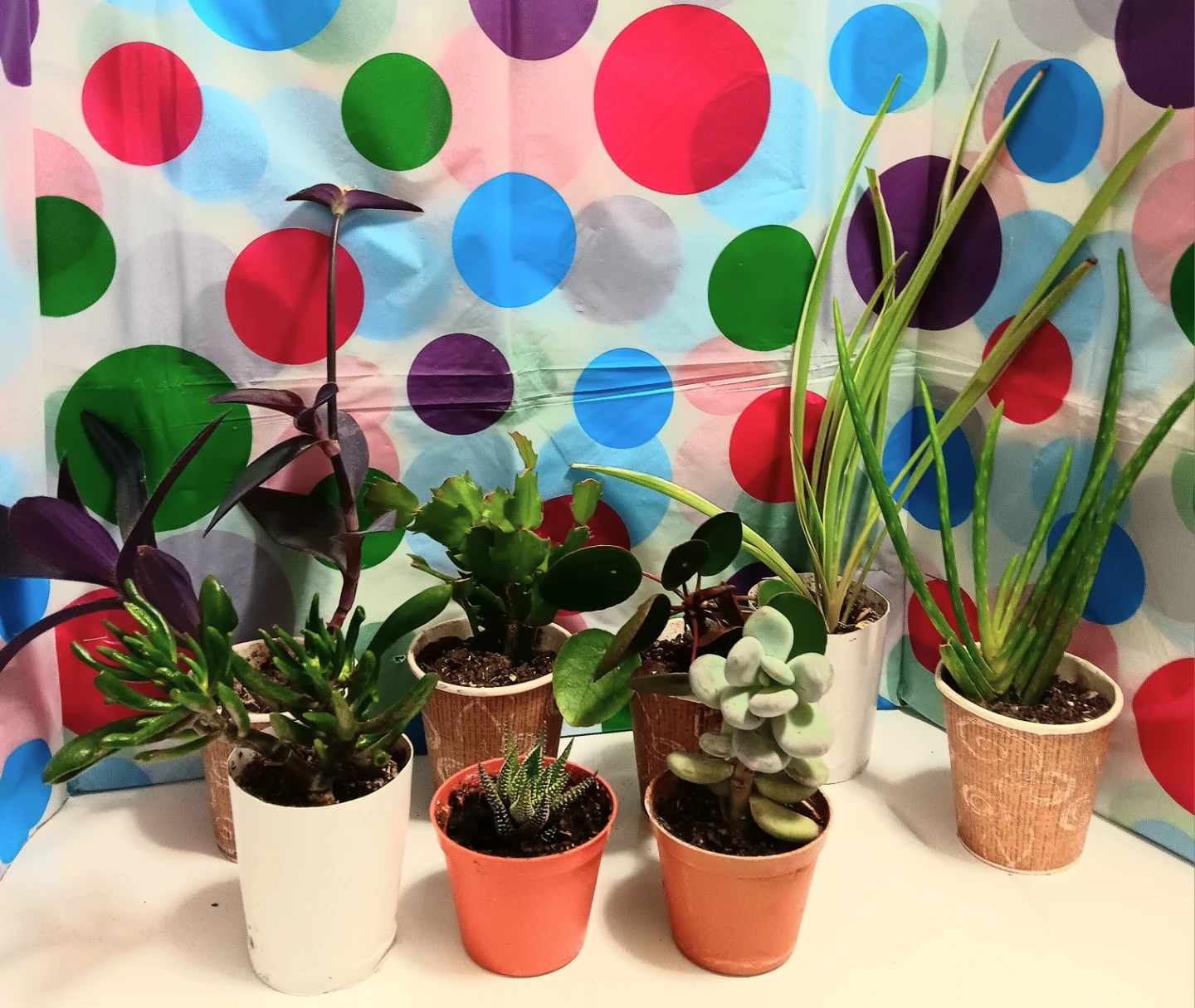 🪴House Plants Variety Pack Bundle🪴