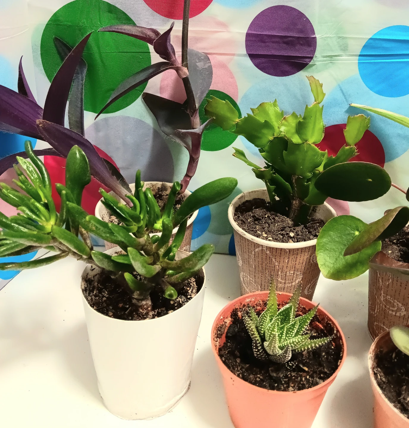 🪴House Plants Variety Pack Bundle🪴 - photo 2