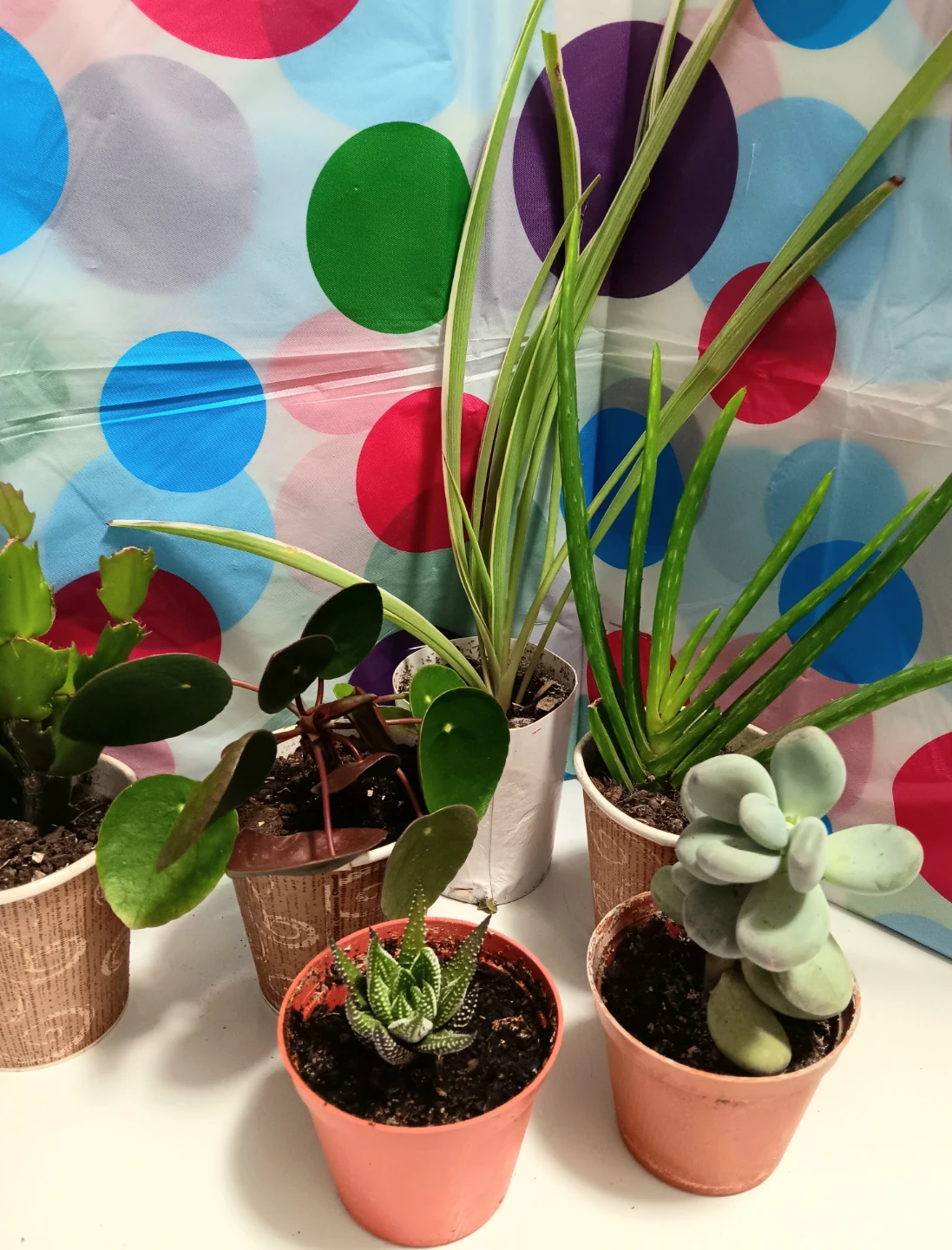 🪴House Plants Variety Pack Bundle🪴 - photo 3