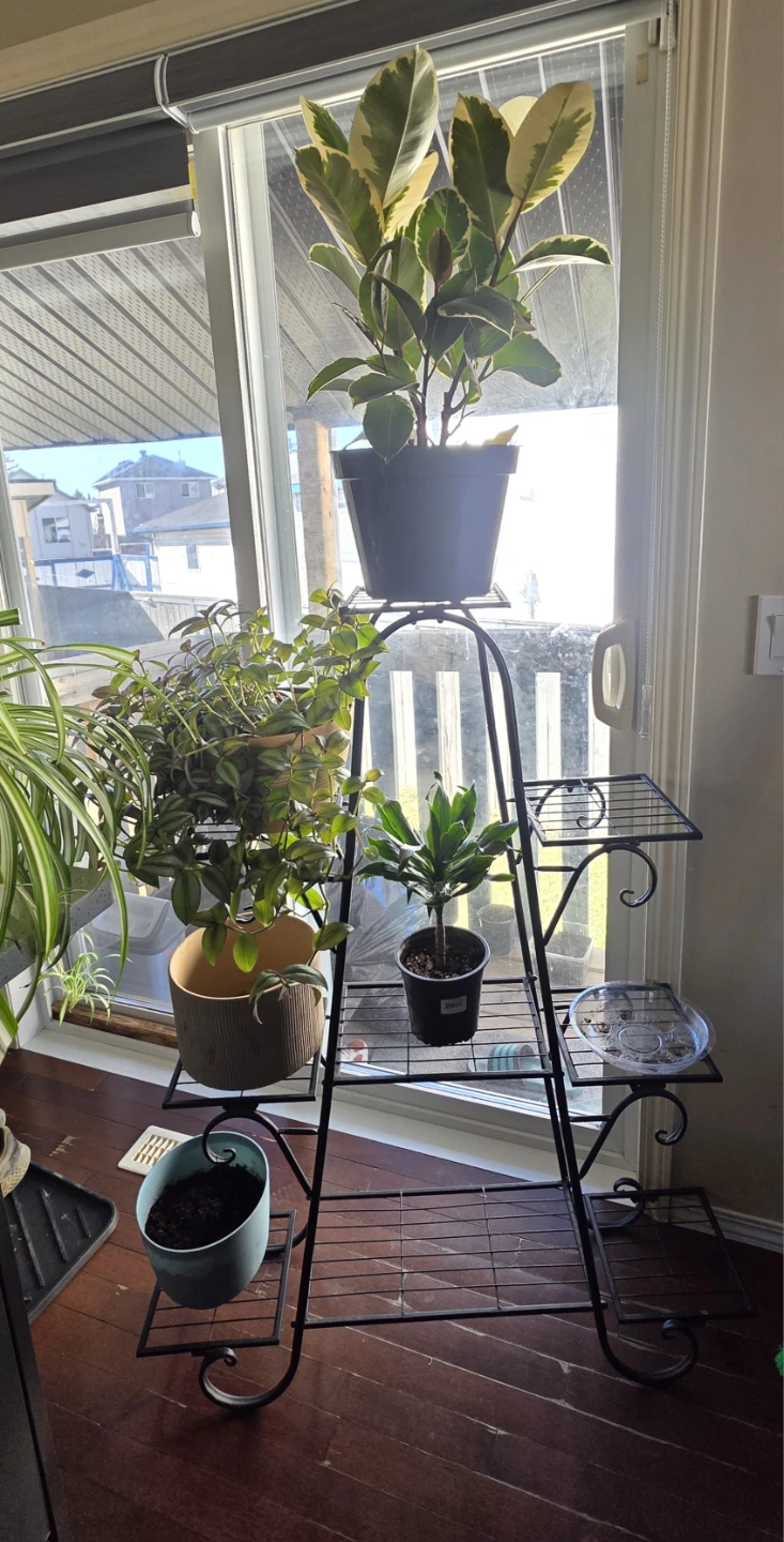 Black Metal 9 Tiered Plant Stand