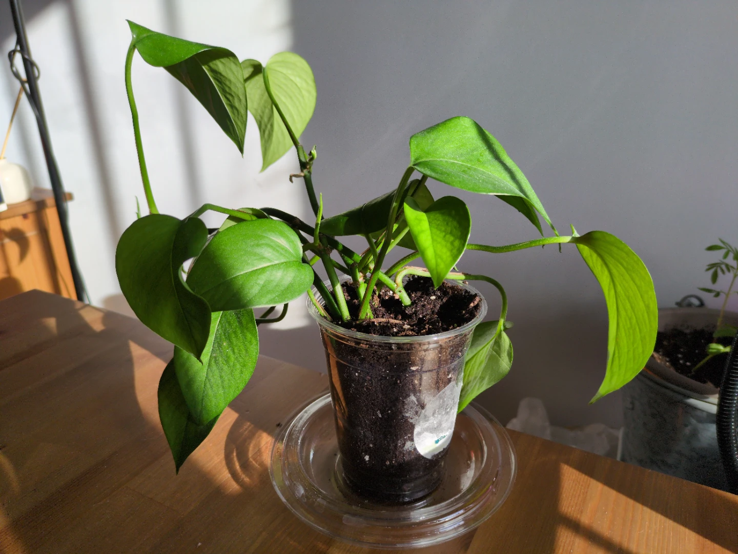 Jade Pothos