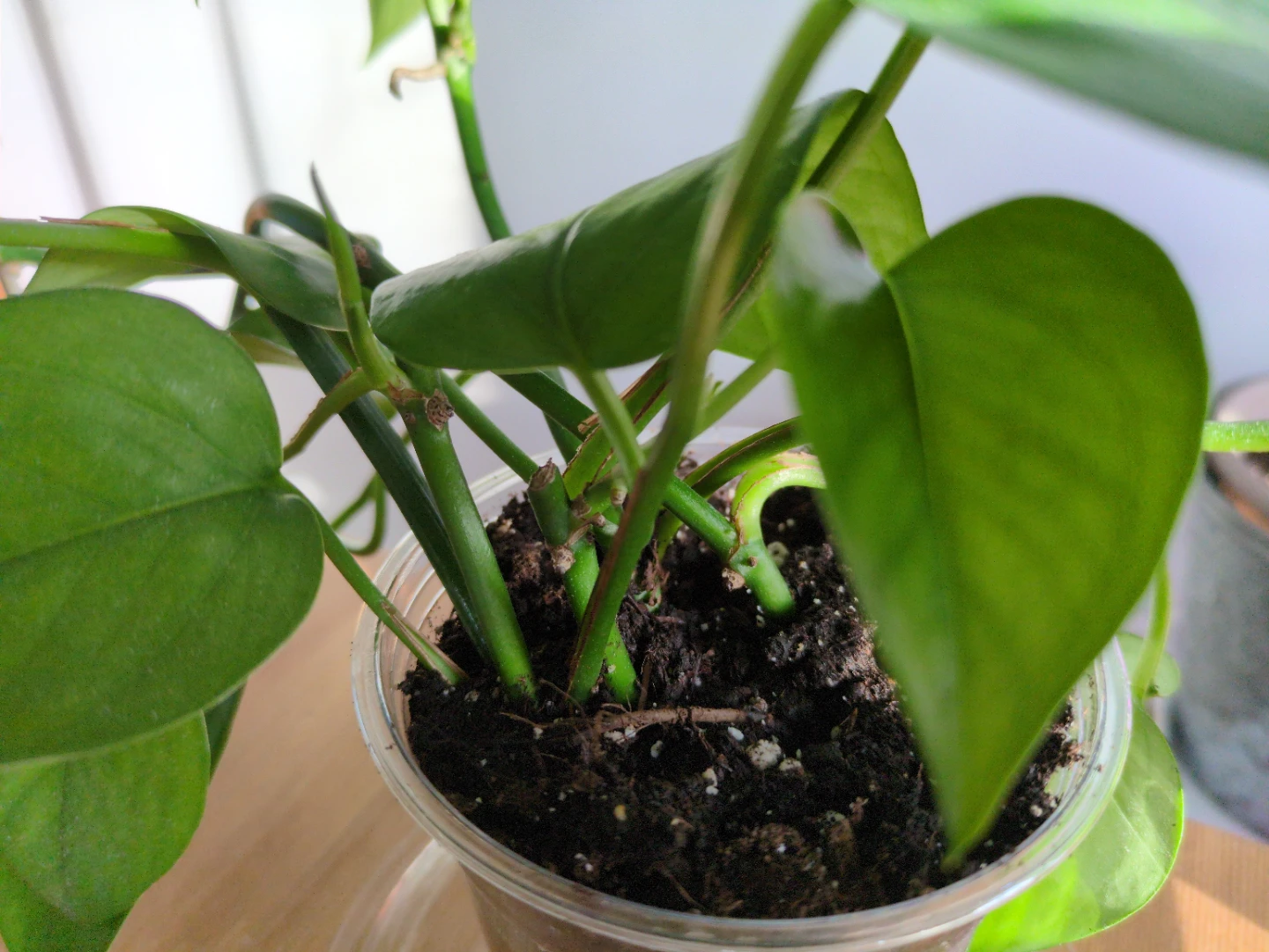 Jade Pothos - photo 2