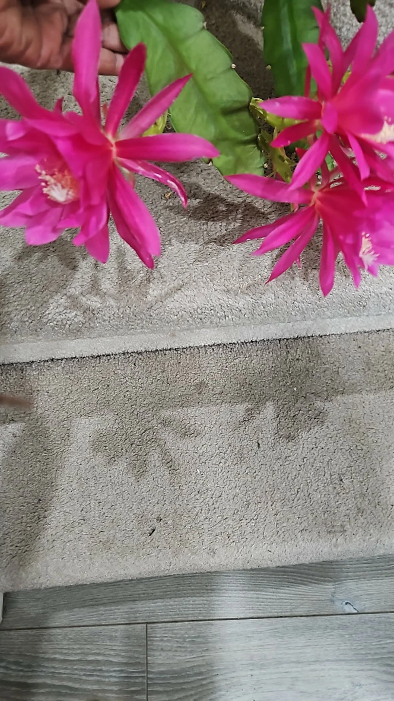 Flowering Orchid Cactus Plant in 8"HB