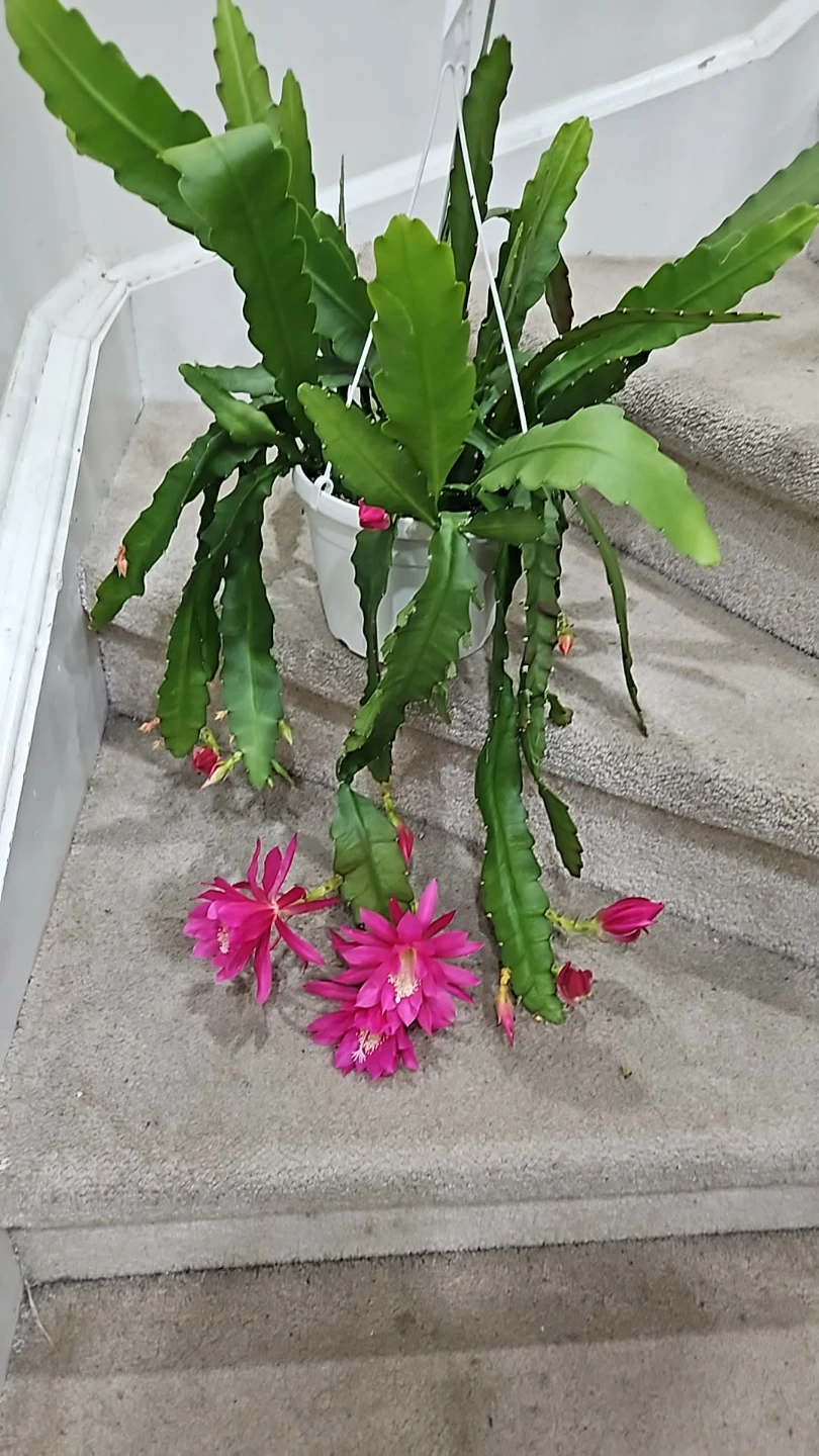 Flowering Orchid Cactus Plant in 8"HB - photo 2