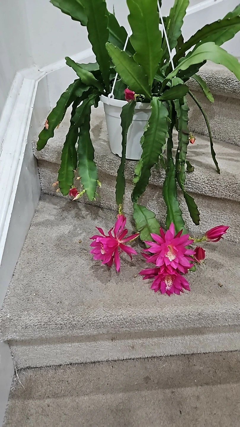 Flowering Orchid Cactus Plant in 8"HB - photo 3