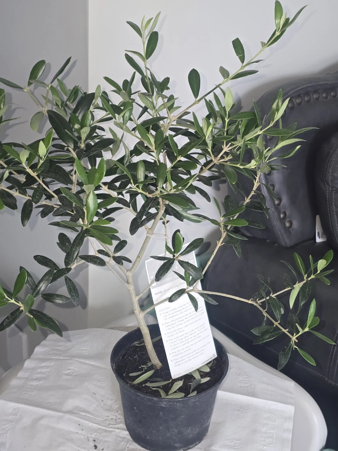 Olive Tree Plant