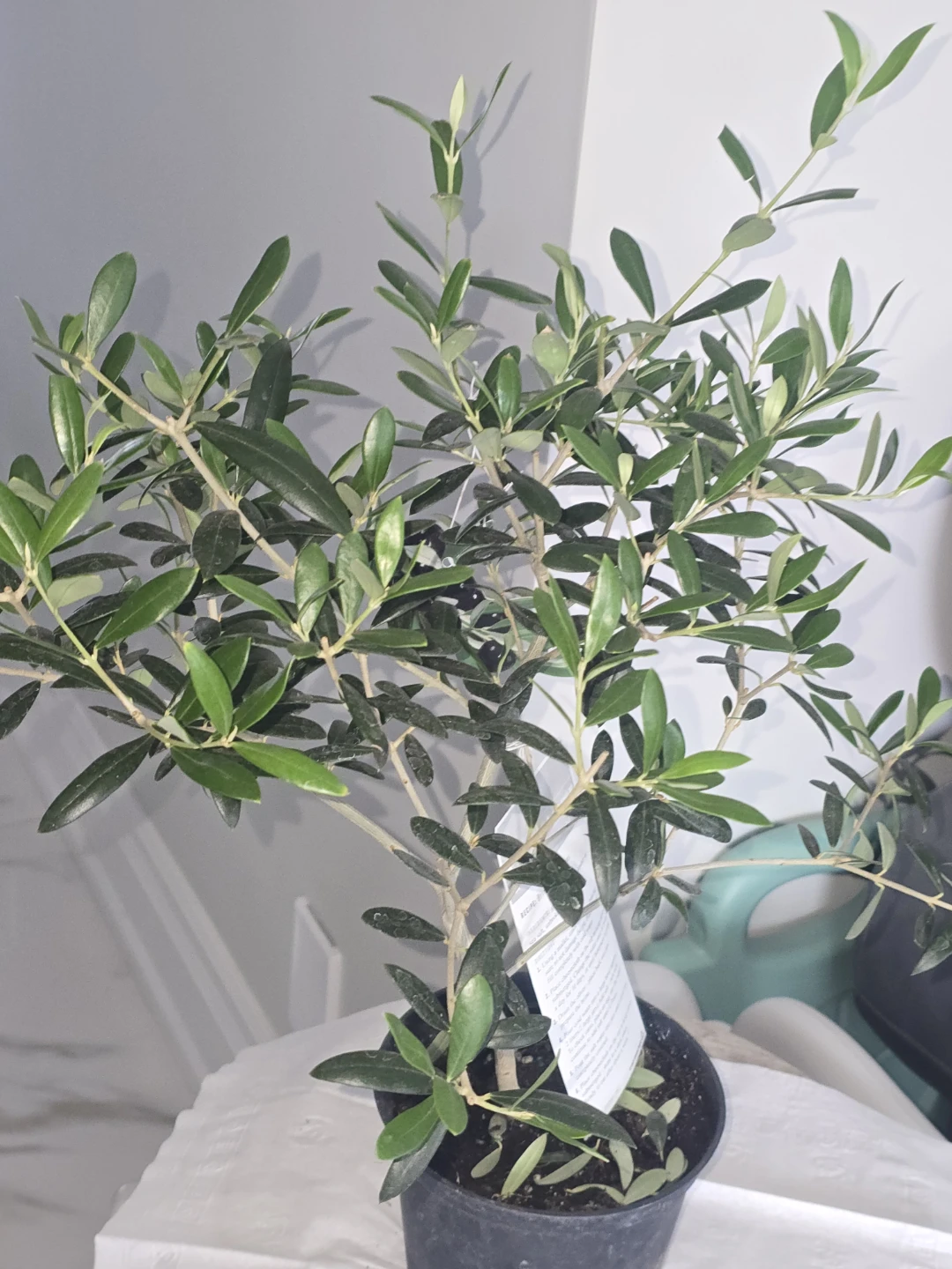 Olive Tree Plant - photo 3