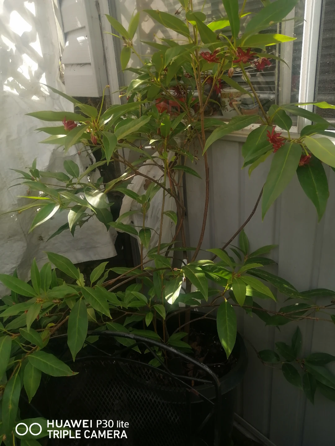Illicium floridanum 'Woodlander's Ruby' Shrub Evergreen