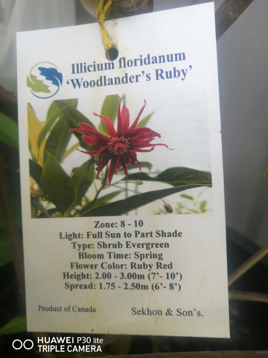 Illicium floridanum 'Woodlander's Ruby' Shrub Evergreen - photo 2