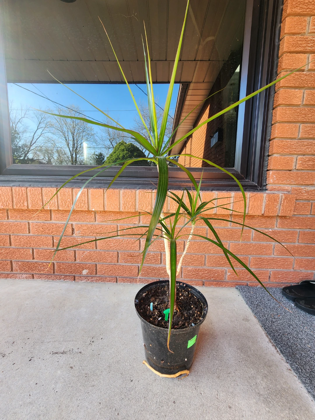 Potted Dracaena Plant - photo 2