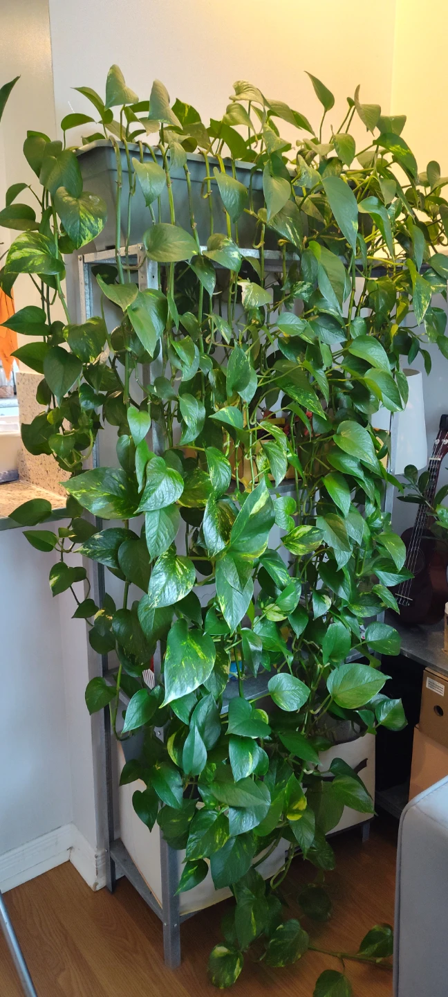 Healthy Green Pothos Plant (1.6m in length)