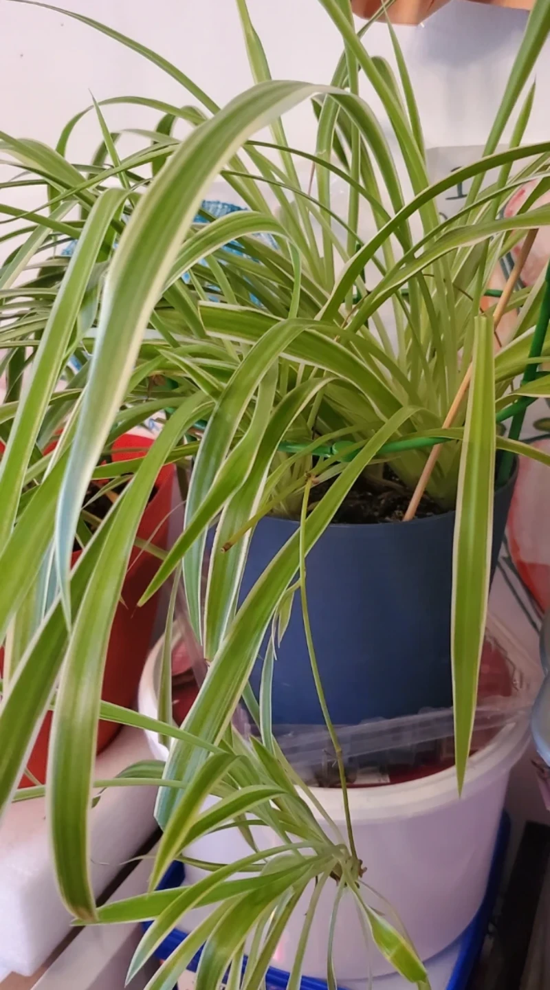 Spider Plant with Variegated Leaves - photo 3