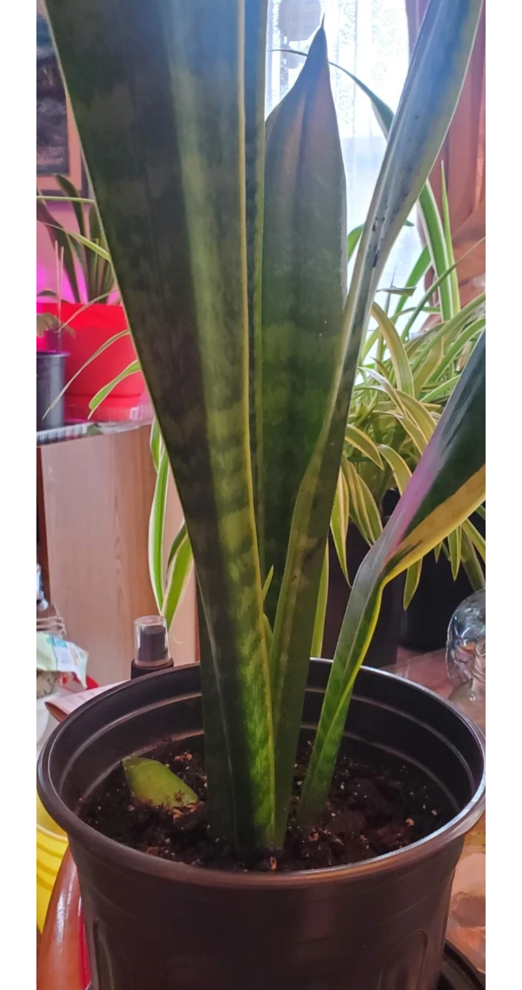 Snake Plant - photo 4