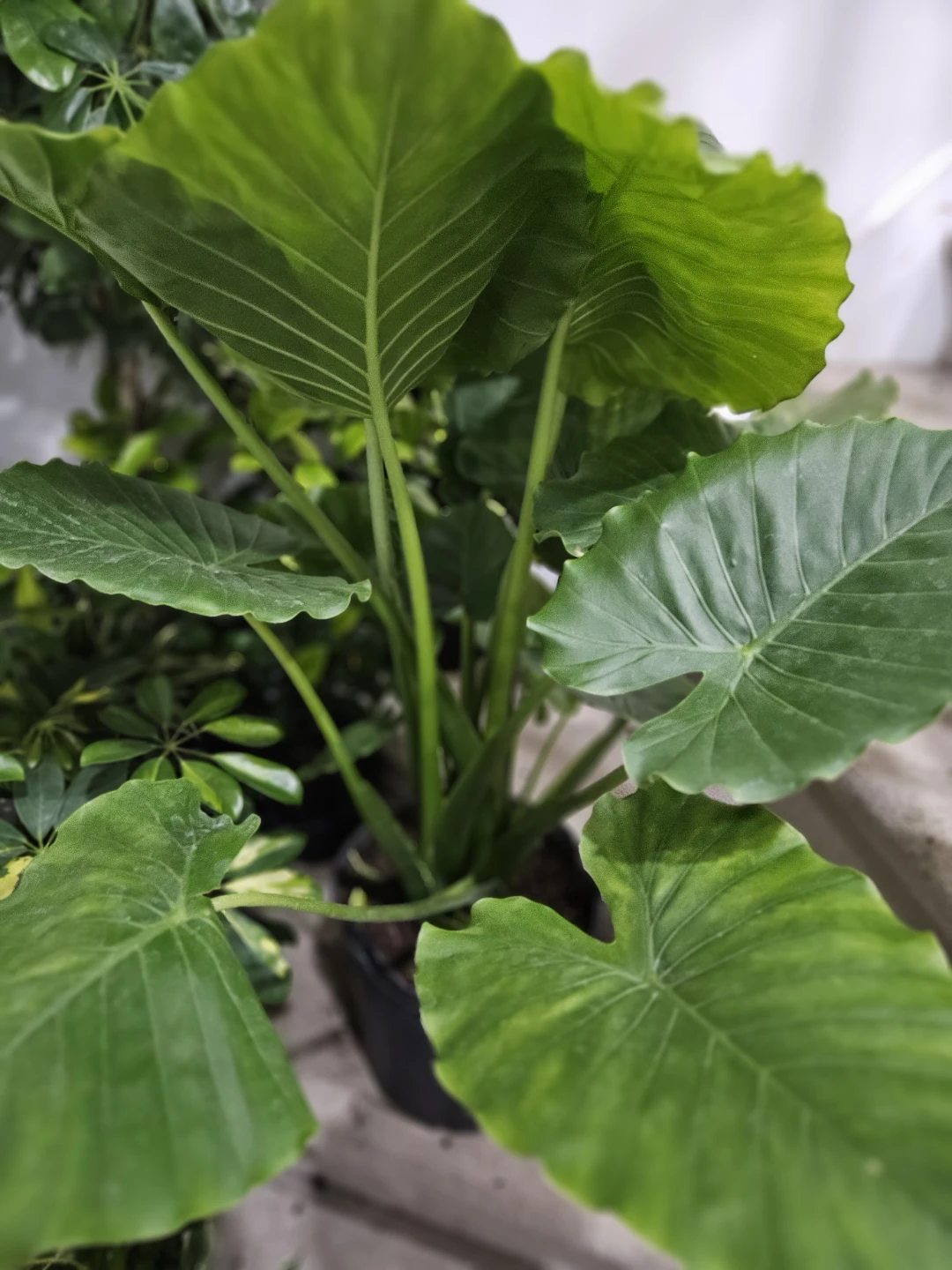Large Elephant Ear Plant - photo 3