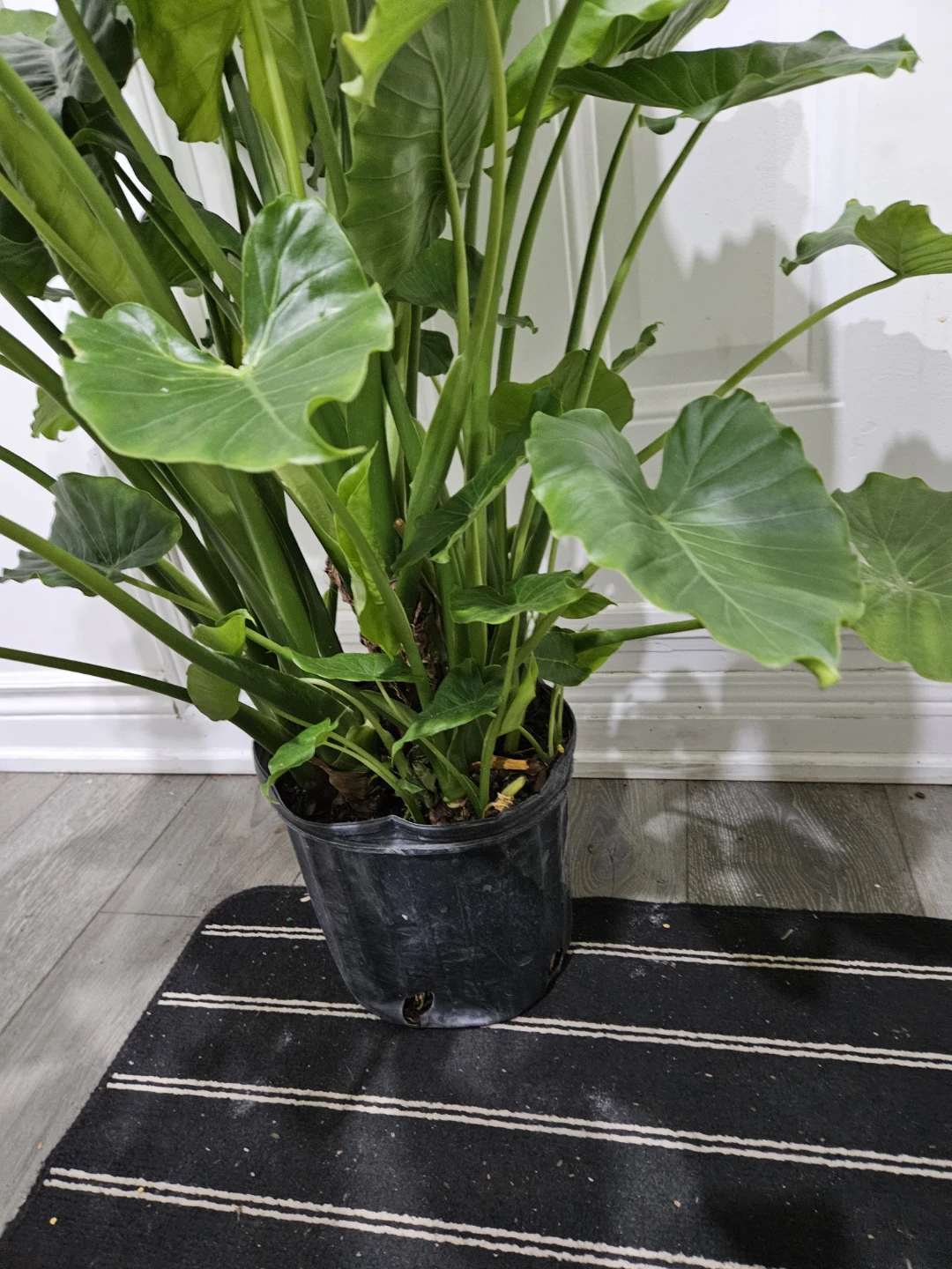 Large Elephant Ear Plant - photo 4