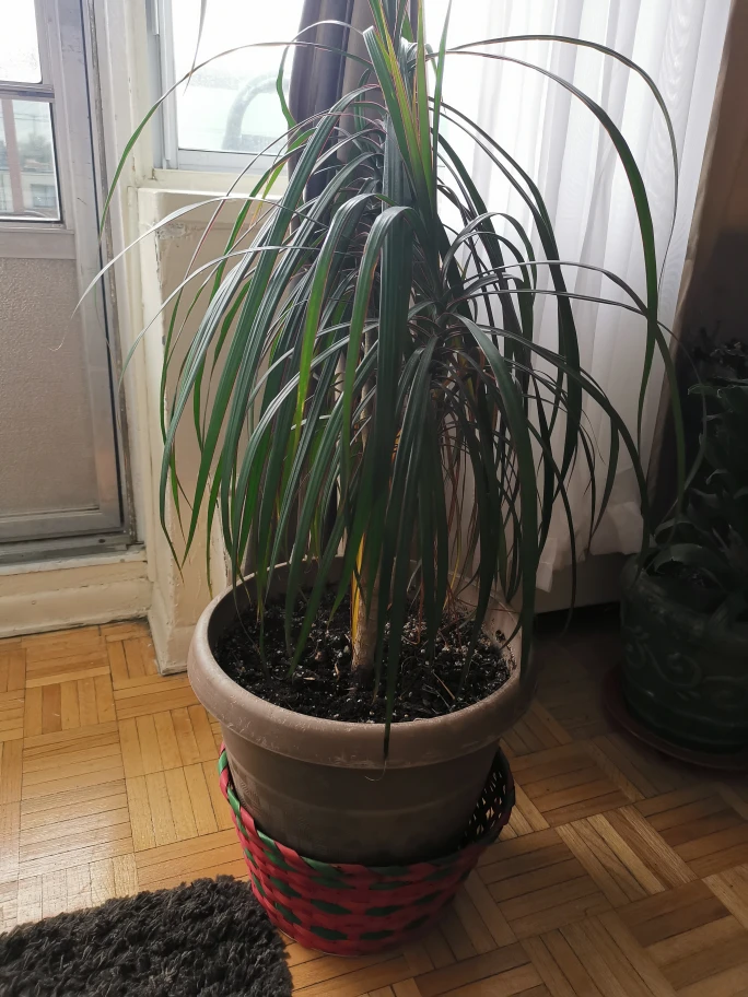 Dracaena Plant in Pot
