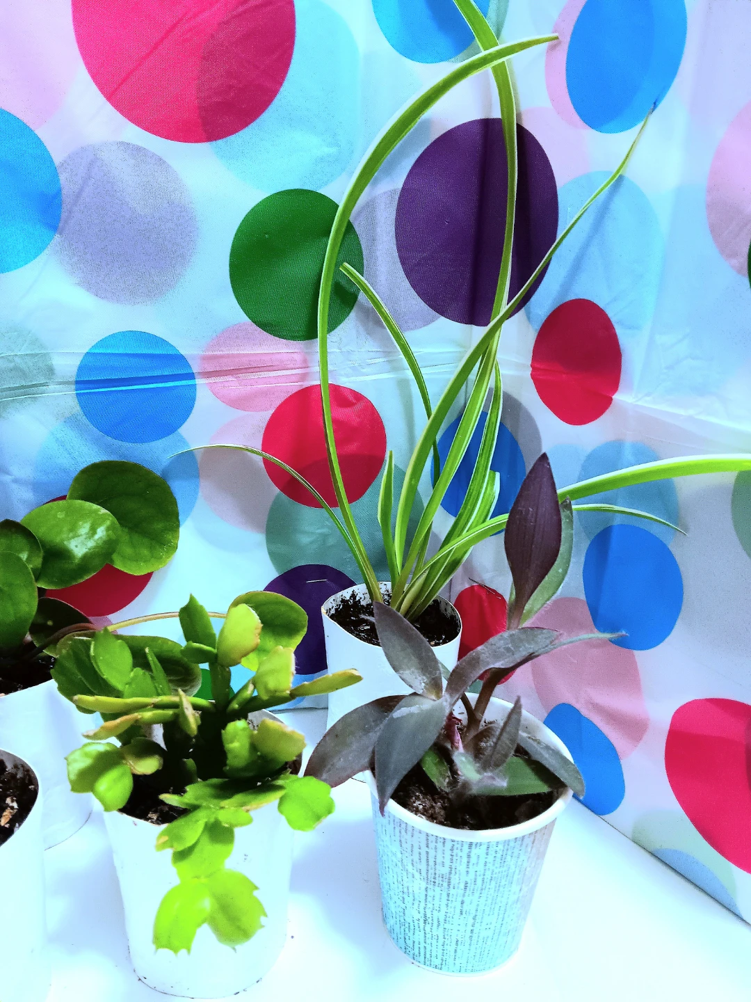 🪴Varieties House Plants Lot Bundle Set of 8🪴 - photo 2