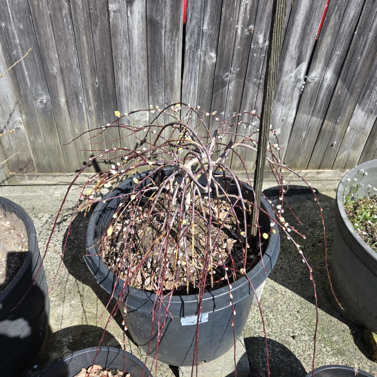Weeping Pussy Willow Tree