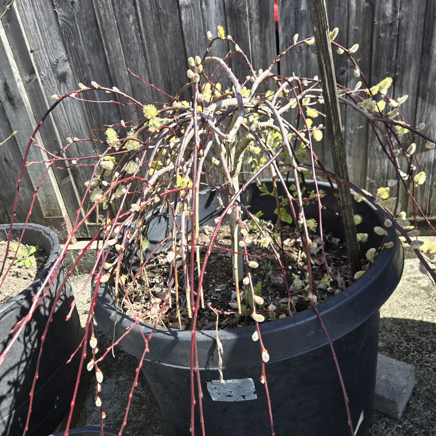 Weeping Pussy Willow Tree - photo 2