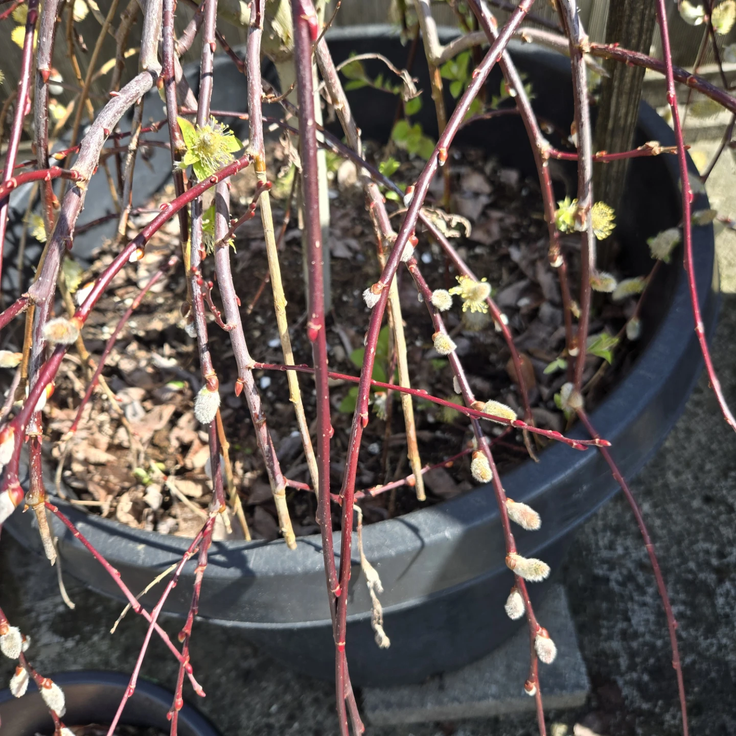 Weeping Pussy Willow Tree - photo 3