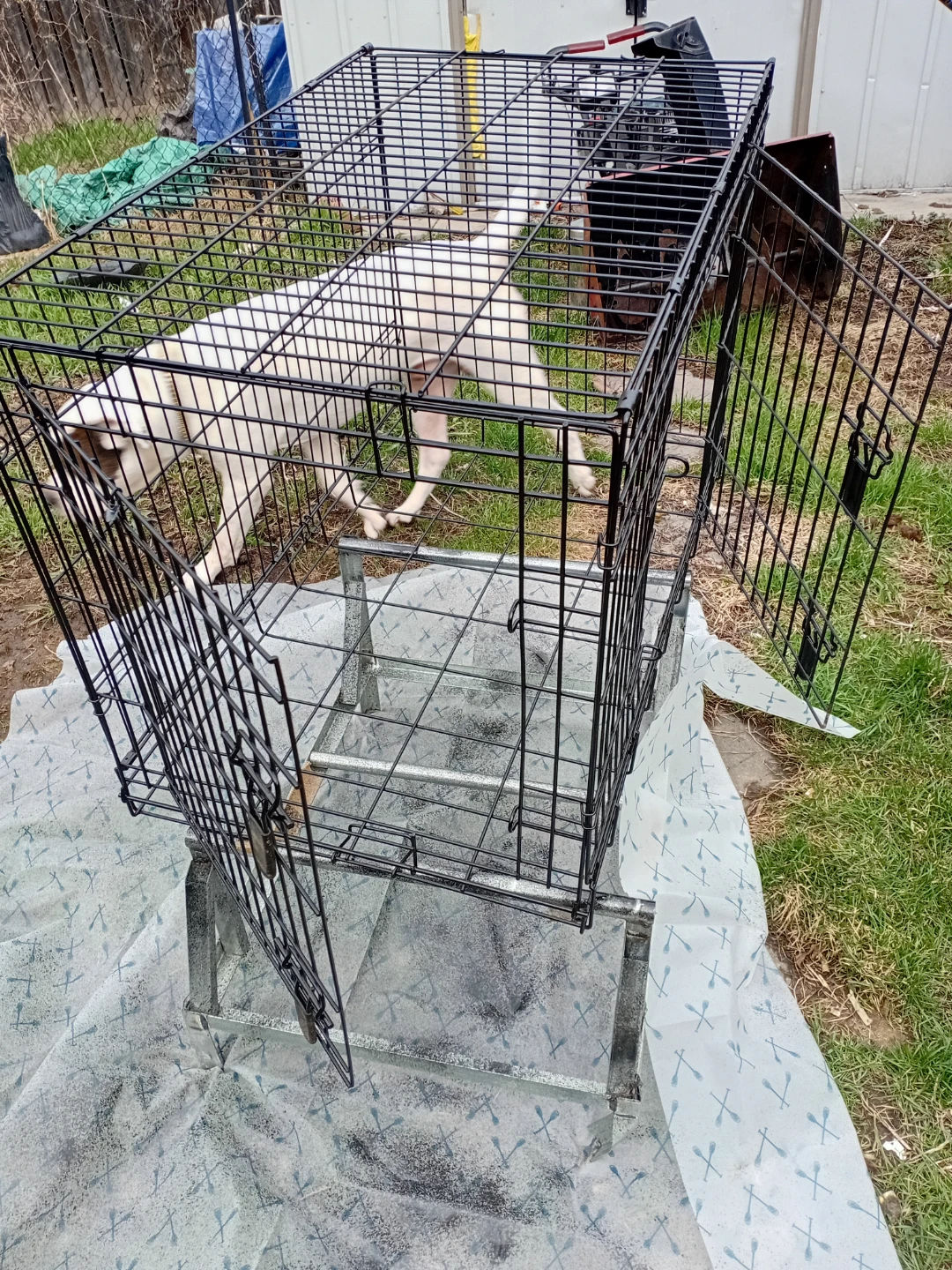 Black Dog Crate