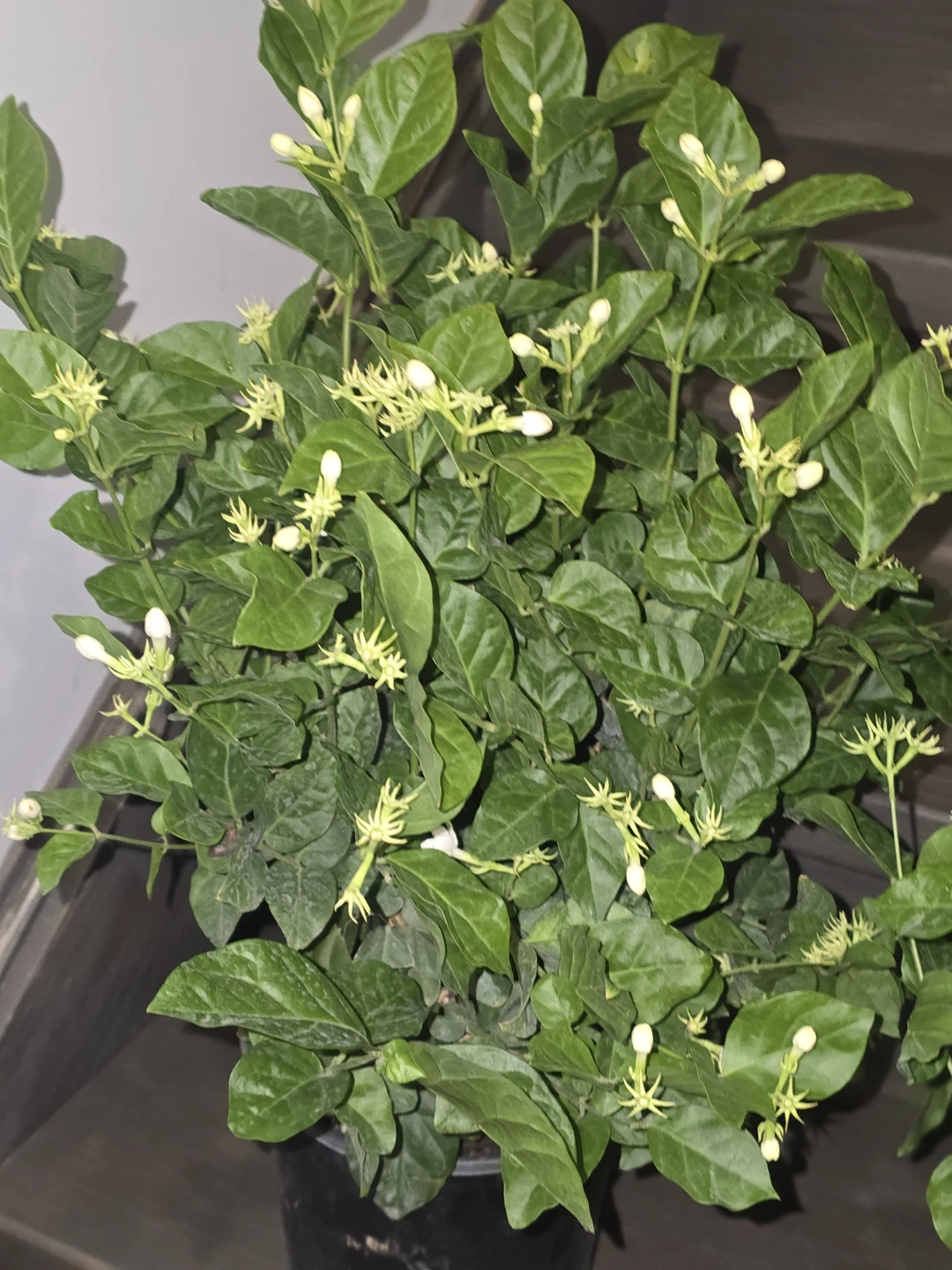 Blooming Jasmine Plant