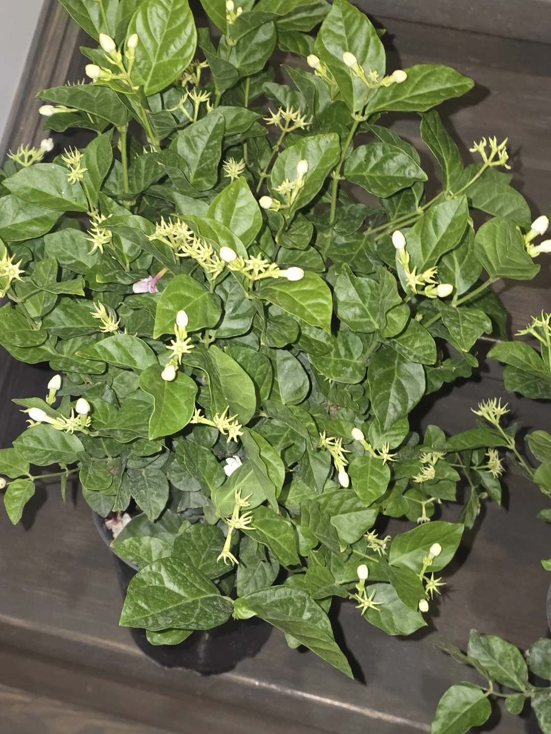 Blooming Jasmine Plant - photo 2