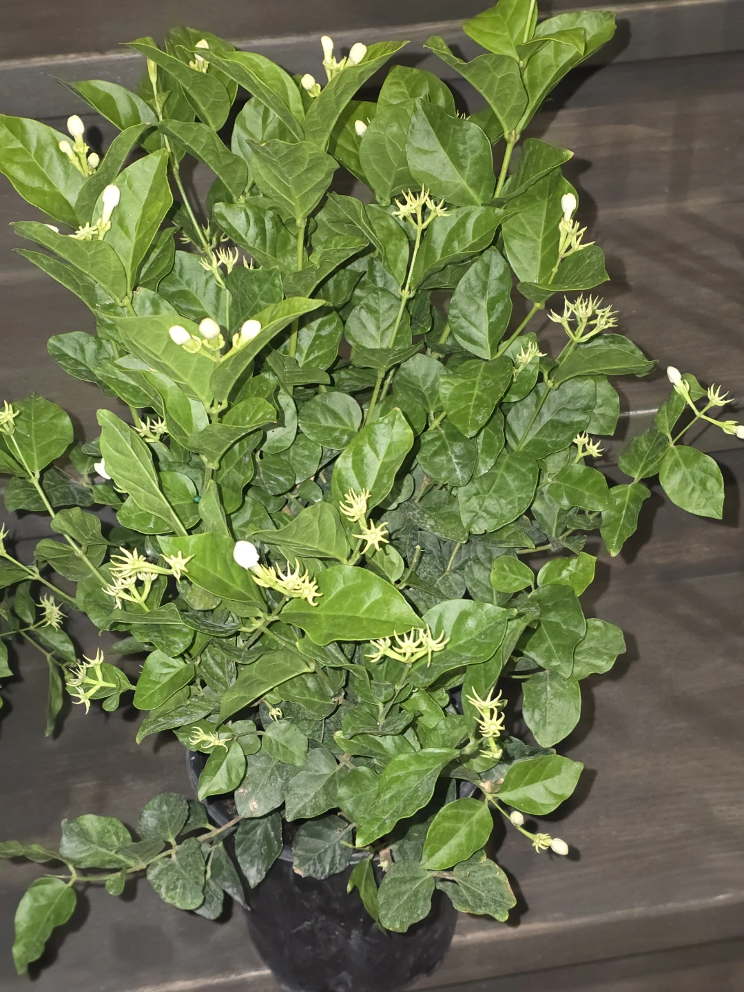 Blooming Jasmine Plant - photo 3