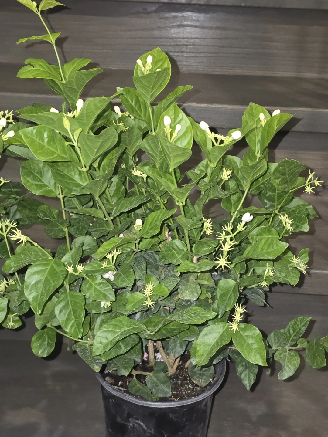 Blooming Jasmine Plant - photo 4