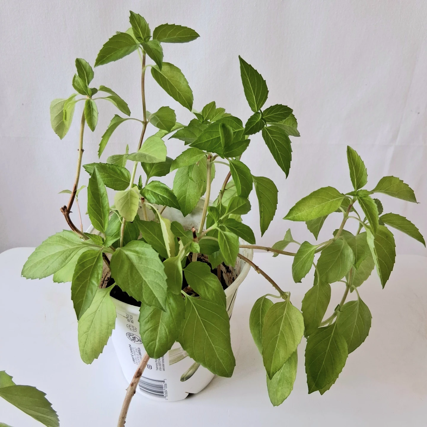 🌱 Purple Basil 🌻 - photo 4