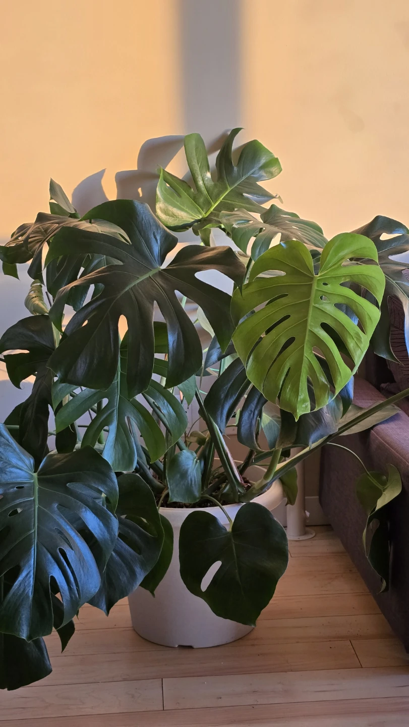 Large Monstera Deliciosa Plant