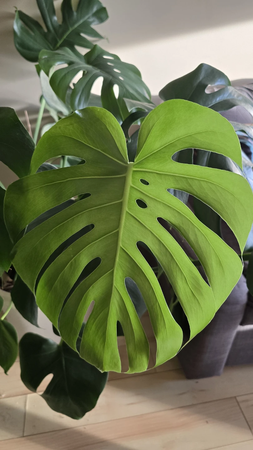 Large Monstera Deliciosa Plant - photo 2