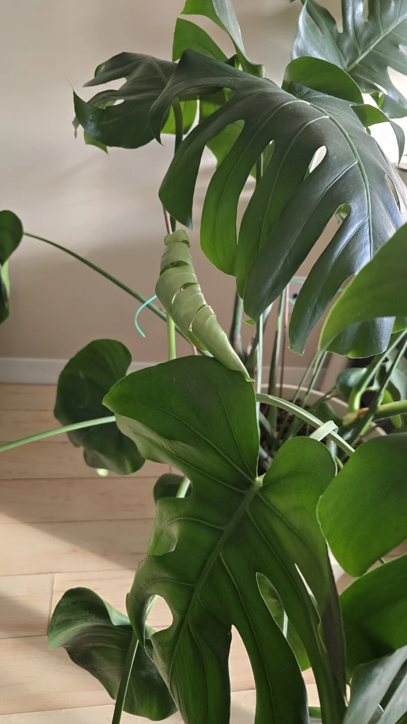 Large Monstera Deliciosa Plant - photo 3