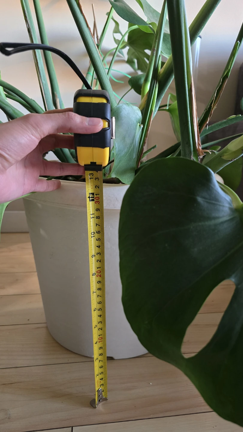 Large Monstera Deliciosa Plant - photo 4