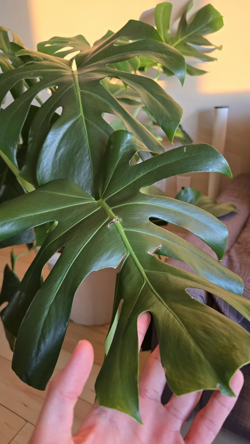 Large Monstera Deliciosa Plant - photo 5