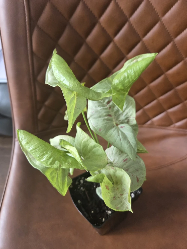 Syngonium Podophyllum 'Red Arrow' Plant - photo 2
