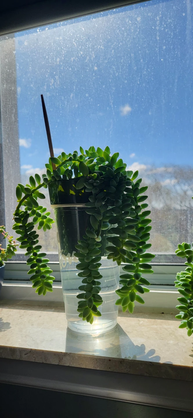 Burro's Tail succulent - photo 5